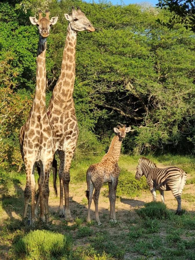 Hideaways Lazuli Bush Lodge, Hluhluwe Luaran gambar