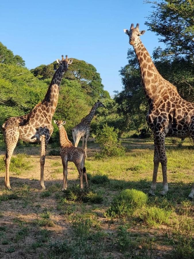Hideaways Lazuli Bush Lodge, Hluhluwe Luaran gambar