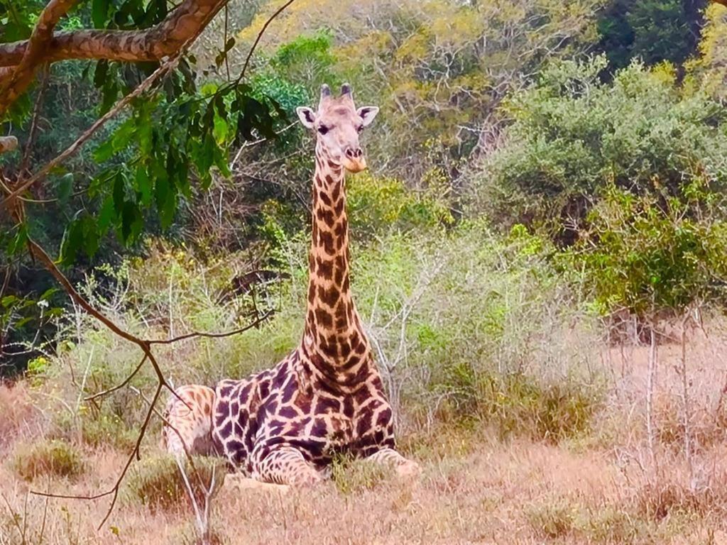 Hideaways Lazuli Bush Lodge, Hluhluwe Luaran gambar