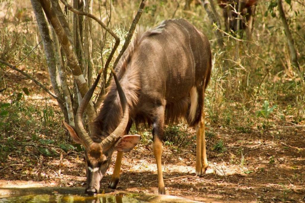 Hideaways Lazuli Bush Lodge, Hluhluwe Luaran gambar