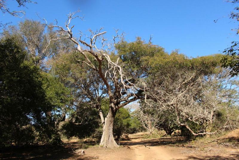 Hideaways Lazuli Bush Lodge, Hluhluwe Luaran gambar