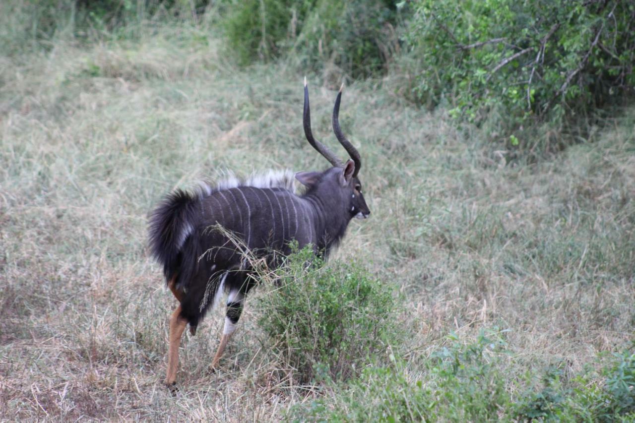 Hideaways Lazuli Bush Lodge, Hluhluwe Luaran gambar